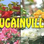 Cómo construir casas de madera desde cero: Guía paso a paso para principiantes