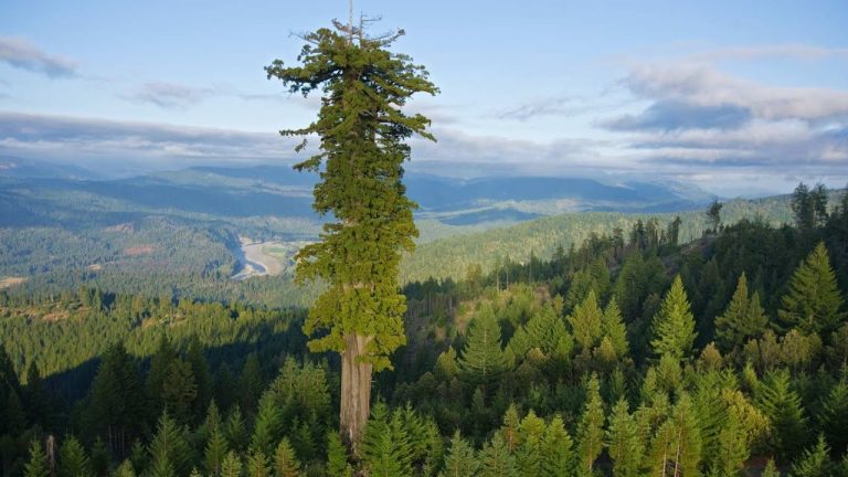 Conoce el Árbol Más Alto del Mundo: Características y Curiosidades