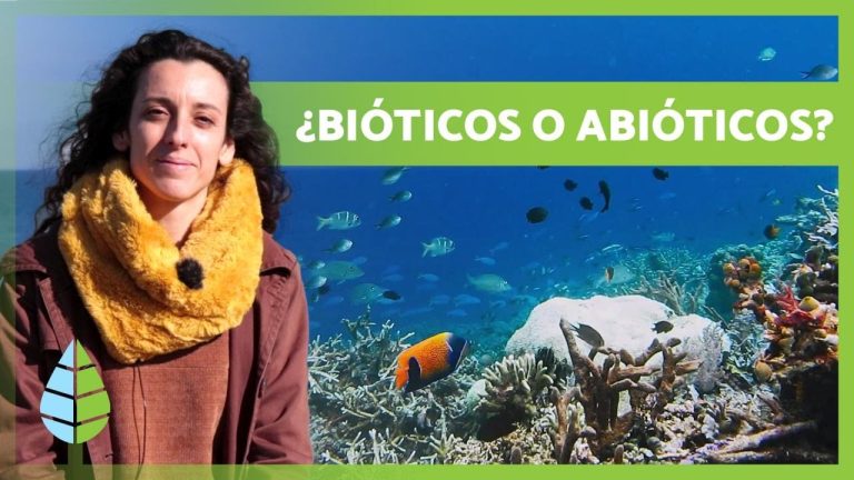 Los Factores Abi&oacute;ticos de la Ecolog&iacute;a: Una Introducci&oacute;n