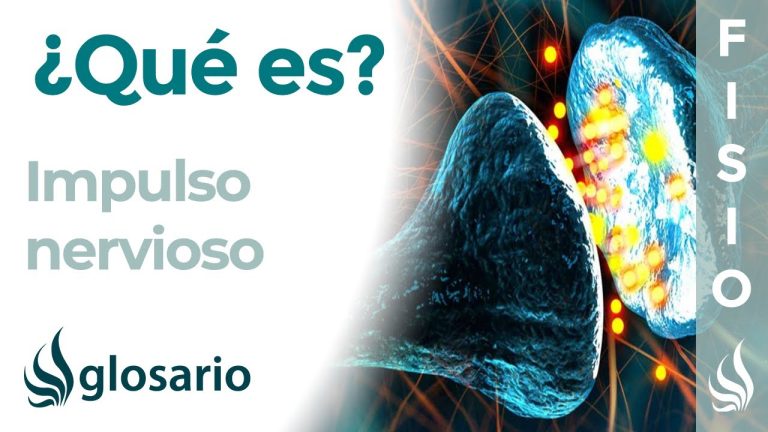 C&oacute;mo funciona el mecanismo de transmisi&oacute;n del impulso nervioso: una explicaci&oacute;n sencilla