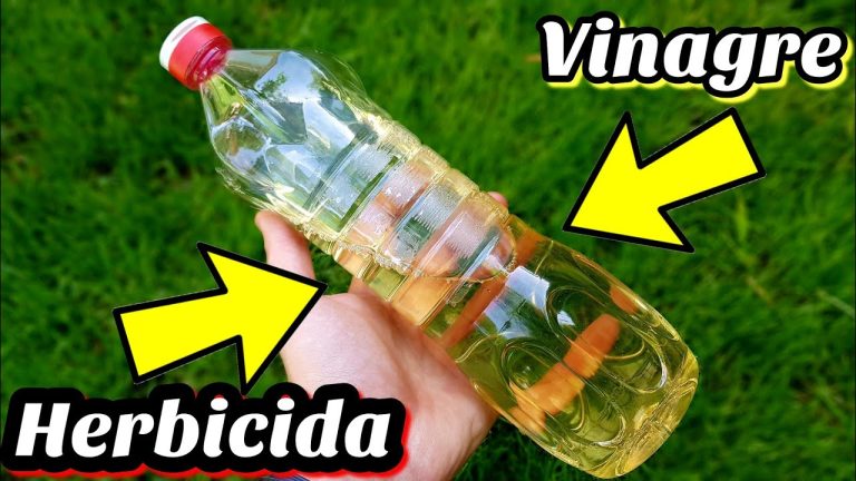 Cinco Formas de Hacer Herbicida Casero y Natural para Eliminar Malas Hierbas – Guía Práctica