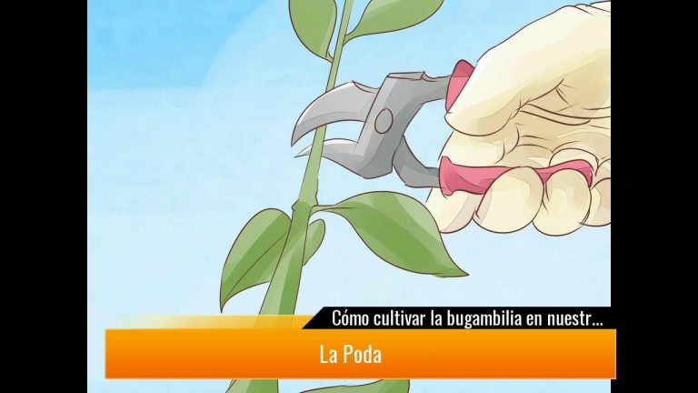 Cultivar la Bugambilia: Consejos Prácticos para Crear un Jardín Hermoso