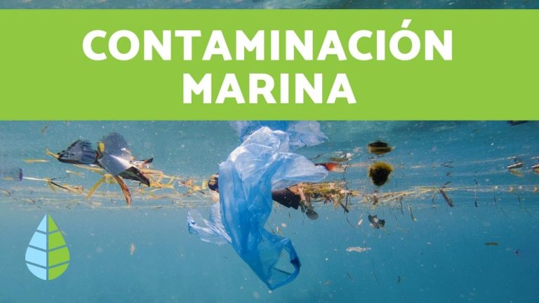 Contaminación de los Mares: Impactos Negativos y Cómo Reducirlos