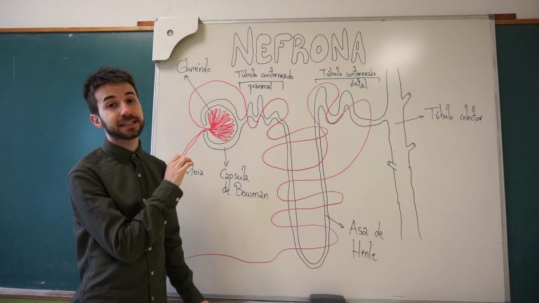 &iquest;C&oacute;mo funciona la estructura de las nefronas y el proceso de formaci&oacute;n de la orina?