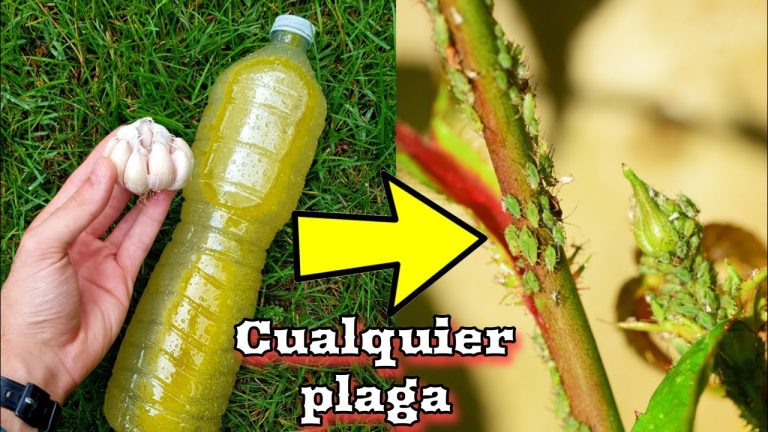 C&oacute;mo hacer insecticida casero para plantas con estos ingredientes