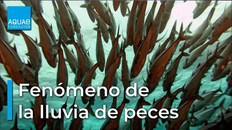 &iquest;Es real la lluvia de peces? Descubre las razones de su aparici&oacute;n