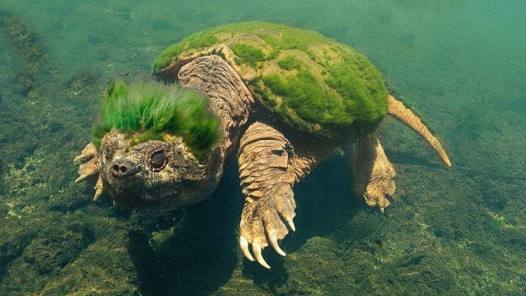 Las 11 Nuevas Especies de Animales Descubiertas en el Año 2023