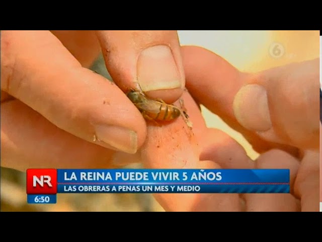 Las Abejas: Una Especie Clave para la Supervivencia de la Humanidad