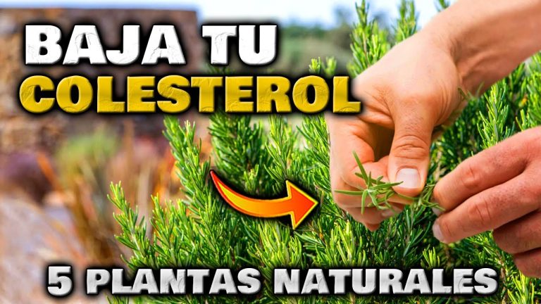 Consejos Útiles: Hierbas para Combatir los Triglicéridos Altos
