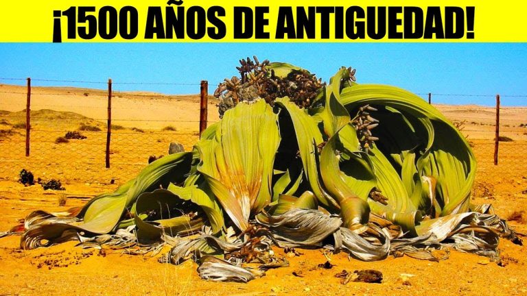Las 10 Plantas Más Raras y Extrañas del Mundo