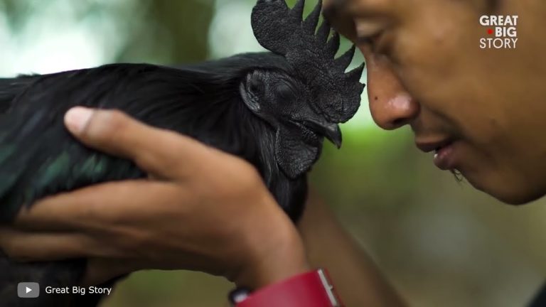 Los Animales Más Inusuales del Mundo: Conoce su Extraordinaria Biología