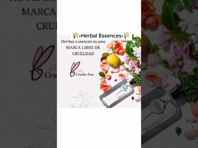 Descubre las Marcas que no Testan en Animales para el 2023 – Listado Completo