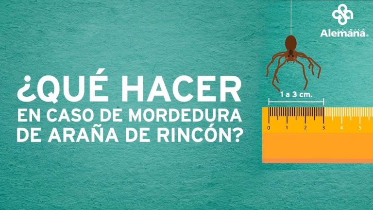 Picaduras de ara&ntilde;as: Remedios caseros efectivos para aliviar el malestar
