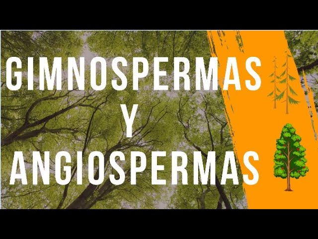 Explorando las diferencias entre los diferentes tipos de plantas: Musgos, Helechos, Gimnospermas y Angiospermas