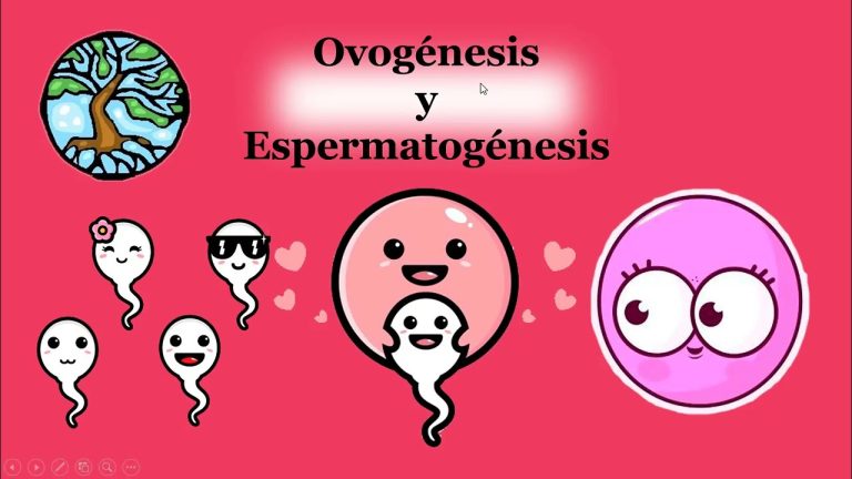 Comprendiendo los Procesos de la Gametogénesis: Un Análisis Detallado