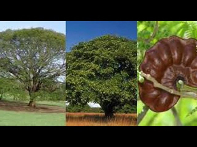 Descubre los diferentes tipos de árboles y sus características – Guía completa