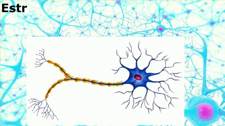 ¿Cómo se diferencian los sistemas nerviosos de los invertebrados y los vertebrados?